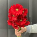 Đồng tiền nhí đỏ ( 20 bông)