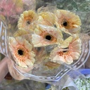 Đồng tiền nhí trứng gà ( 20 bông)