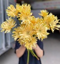 Đồng tiền xoăn vàng bơ ( 20 bông)