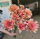 Đồng tiền xoăn hồng đào đậm ( 20 bông)