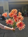Đồng tiền xoăn cam đào đậm ( 20 bông)