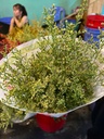 Sao tím nhuộm xanh ( 1 bó)