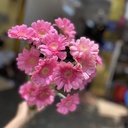 Đồng tiền nhí hồng ( 20 bông)
