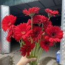 Đồng tiền nhí đỏ ( 20 bông)