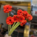 Đồng tiền nhí cam ( 20 bông)