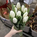 Tulip trắng (10 bông/bó)