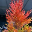 Protea King (Hoa vương miện, hoa hoàng hậu) (bông)