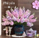 Phi yến hồng (10 cành)