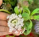 Hoa von trắng