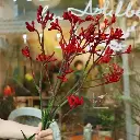 Hoa sừng hươu đỏ