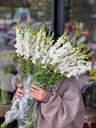 Hoa mõm sói trắng (10 cành/bó)