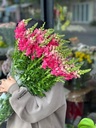 Hoa mõm sói hồng đậm (10 cành/bó)