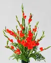 Hoa lay ơn (rơn) đỏ (10 bông/bó)