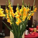 Hoa lay ơn (rơn) vàng (10 bông/bó)