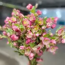 Hoa hồng tuyết - A