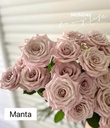 Hoa hồng Manta (50 bông/bó)