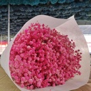Hoa baby khô - Hồng (Bó)