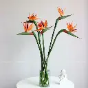 Thiên điểu (10 bông/bó)