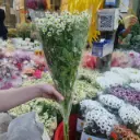 Hoa Cúc Tana đơn (bó )