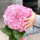 Cẩm tú cầu hồng, nhập khẩu (1 bông). 20-25cm là Đường kính mặt bông