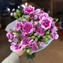 Cẩm chướng chùm - Tím mận (20 cành)