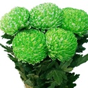 Cúc mẫu đơn xanh (5 bông/bó)