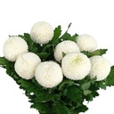 Cúc Ping Pong trắng (10 cành)