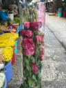Cát Tường hồng viền đậm