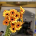 Đồng tiền nhí vàng ( 20 bông)