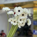 Đồng tiền nhí trắng ( 20 bông)