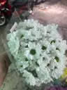 Cúc mai, trắng (5 cành) 