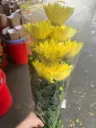 Cúc chén vàng (10 cành)