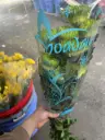 Cúc chén xanh (10 cành)