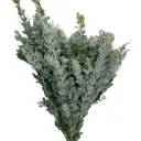 Lá Mimosa (bó 0.5kg)
