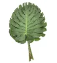Lá trầu bà Nam mỹ nhỏ (Bó 5 cành -20cm)
