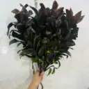 Lá trúc bách hợp, đỏ (5 cành)
