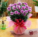 Cẩm Chướng Tím Dịu - HCM077
