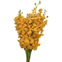 Lan Moka Vàng nến nhỏ C (bó 10 cành) (35-40cm)
