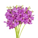 Lan Moka Tím nhỏ C (bó 10 cành) (35-40cm)
